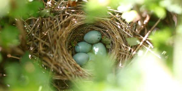 Ovos de pássaros em um ninho visto através de folhas verdes